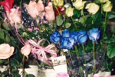 Синя троянда - емблема печалі або успіху і любові, день святого валентина