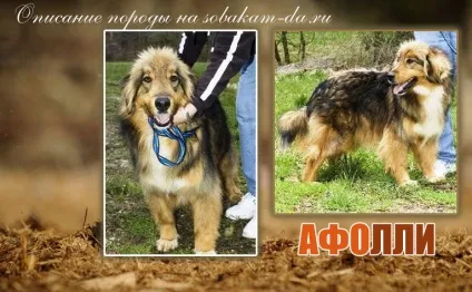Симптоми і лікування захворювання зубів у собаки (симптоми) Симптоми і лікування захворювання зубів у собаки