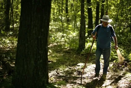 Збір грибів в різних країнах