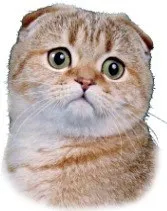 Скоттиш-фолд - що потрібно знати, чи небезпечний ген вислоухости (небезпечний) Скоттиш-фолд - що потрібно знати, чи небезпечний ген вислоухости