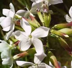 Сольовий діатез нирок лікування народними засобами, лікування народними засобами (сольовий) Сольовий діатез нирок лікування народними засобами, лікування народними засобами