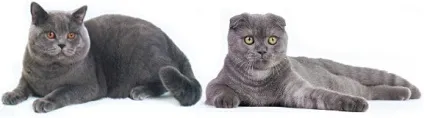 Скоттиш-фолд - що потрібно знати, чи небезпечний ген вислоухости (небезпечний) Скоттиш-фолд - що потрібно знати, чи небезпечний ген вислоухости