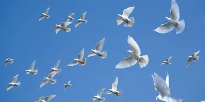 Сонник багато голубів до чого сниться багато голубів уві сні (багато) Сонник багато голубів до чого сниться багато голубів уві сні