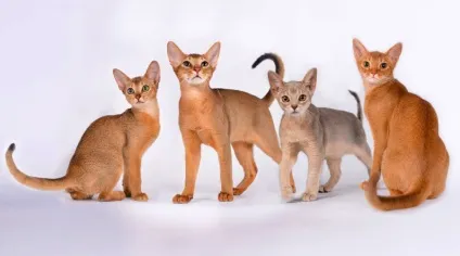 Скільки коштує абиссинская кішка (абиссинская) Скільки коштує абиссинская кішка