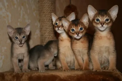 Скільки коштує абиссинская кішка (кішка) Скільки коштує абиссинская кішка