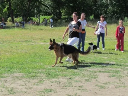 собачий свято