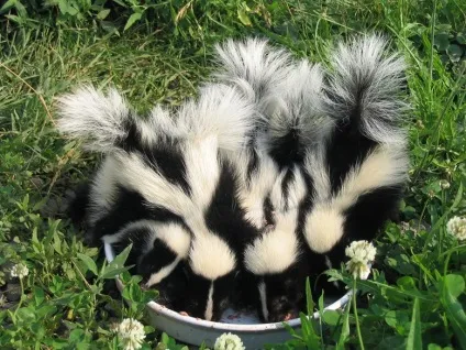 Скунс, який не пахне