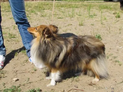 собачий свято