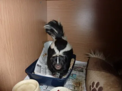 Скунс, який не пахне