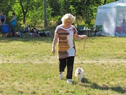 собачий свято