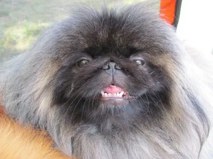 собачий свято