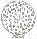 Структура і властивості чавунів (чавунів) Структура і властивості чавунів