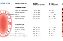 будова зубів