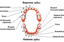 будова зубів