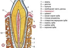 будова зубів
