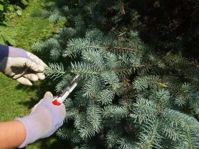 Стрижка хвойних і листяних рослин (Стрижка молодого приросту) Стрижка хвойних і листяних рослин