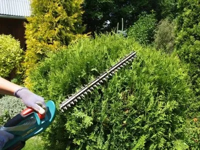 Стрижка хвойних і листяних рослин (стрижка ялівцю) Стрижка хвойних і листяних рослин