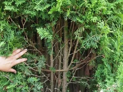 Стрижка хвойних і листяних рослин (стрижка) Стрижка хвойних і листяних рослин