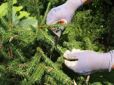 Стрижка хвойних і листяних рослин (стрижка) Стрижка хвойних і листяних рослин