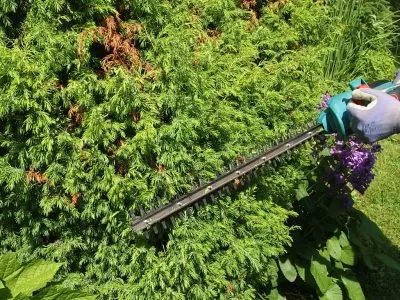 Стрижка хвойних і листяних рослин (методи стрижки хвойних і листяних) Стрижка хвойних і листяних рослин