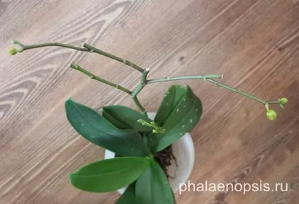 Чи варто обрізати цветонос орхідеї фаленопсис (phalaenopsis) (орхідеї) Чи варто обрізати цветонос орхідеї фаленопсис (phalaenopsis)