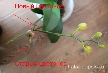 Чи варто обрізати цветонос орхідеї фаленопсис (phalaenopsis) (стоїть) Чи варто обрізати цветонос орхідеї фаленопсис (phalaenopsis)