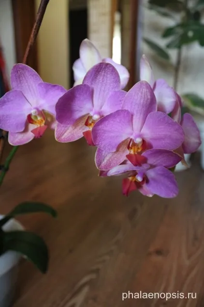 Чи варто обрізати цветонос орхідеї фаленопсис (phalaenopsis) (орхідеї) Чи варто обрізати цветонос орхідеї фаленопсис (phalaenopsis)