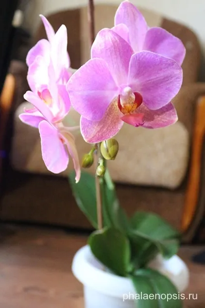 Чи варто обрізати цветонос орхідеї фаленопсис (phalaenopsis) (стоїть) Чи варто обрізати цветонос орхідеї фаленопсис (phalaenopsis)