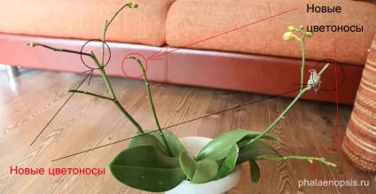 Чи варто обрізати цветонос орхідеї фаленопсис (phalaenopsis) (цветонос) Чи варто обрізати цветонос орхідеї фаленопсис (phalaenopsis)