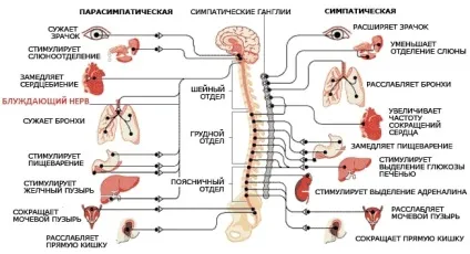 Стимуляція nervus vagus спокій в стресових ситуаціях (vagus) Стимуляція nervus vagus спокій в стресових ситуаціях