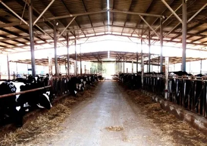 Будівництво корівника своїми руками фото, відео, креслення