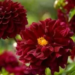 Квіти жоржини - посадка, вирощування, сорти, фото жоржин, улюблені квіти (вирощування) Квіти жоржини - посадка, вирощування, сорти, фото жоржин, улюблені квіти