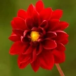 Квіти жоржини - посадка, вирощування, сорти, фото жоржин, улюблені квіти (вирощування) Квіти жоржини - посадка, вирощування, сорти, фото жоржин, улюблені квіти