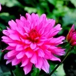 Квіти жоржини - посадка, вирощування, сорти, фото жоржин, улюблені квіти (сорти) Квіти жоржини - посадка, вирощування, сорти, фото жоржин, улюблені квіти