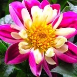 Квіти жоржини - посадка, вирощування, сорти, фото жоржин, улюблені квіти (жоржини) Квіти жоржини - посадка, вирощування, сорти, фото жоржин, улюблені квіти
