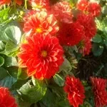 Квіти жоржини - посадка, вирощування, сорти, фото жоржин, улюблені квіти (жоржини) Квіти жоржини - посадка, вирощування, сорти, фото жоржин, улюблені квіти