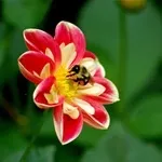 Квіти жоржини - посадка, вирощування, сорти, фото жоржин, улюблені квіти (сорти) Квіти жоржини - посадка, вирощування, сорти, фото жоржин, улюблені квіти