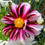 Квіти жоржини - посадка, вирощування, сорти, фото жоржин, улюблені квіти (сорти) Квіти жоржини - посадка, вирощування, сорти, фото жоржин, улюблені квіти