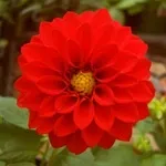 Квіти жоржини - посадка, вирощування, сорти, фото жоржин, улюблені квіти (жоржини) Квіти жоржини - посадка, вирощування, сорти, фото жоржин, улюблені квіти