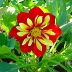 Квіти жоржини - посадка, вирощування, сорти, фото жоржин, улюблені квіти (квіти) Квіти жоржини - посадка, вирощування, сорти, фото жоржин, улюблені квіти