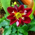 Квіти жоржини - посадка, вирощування, сорти, фото жоржин, улюблені квіти (сорти) Квіти жоржини - посадка, вирощування, сорти, фото жоржин, улюблені квіти