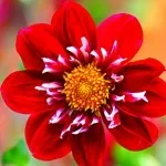 Квіти жоржини - посадка, вирощування, сорти, фото жоржин, улюблені квіти (квіти) Квіти жоржини - посадка, вирощування, сорти, фото жоржин, улюблені квіти