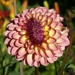 Квіти жоржини - посадка, вирощування, сорти, фото жоржин, улюблені квіти (квіти) Квіти жоржини - посадка, вирощування, сорти, фото жоржин, улюблені квіти