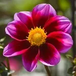 Квіти жоржини - посадка, вирощування, сорти, фото жоржин, улюблені квіти (посадка) Квіти жоржини - посадка, вирощування, сорти, фото жоржин, улюблені квіти