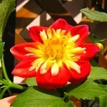 Квіти жоржини - посадка, вирощування, сорти, фото жоржин, улюблені квіти (сорти) Квіти жоржини - посадка, вирощування, сорти, фото жоржин, улюблені квіти