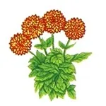 Квіти жоржини - посадка, вирощування, сорти, фото жоржин, улюблені квіти (вирощування) Квіти жоржини - посадка, вирощування, сорти, фото жоржин, улюблені квіти