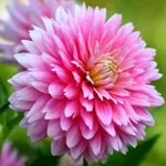 Квіти жоржини - посадка, вирощування, сорти, фото жоржин, улюблені квіти (сорти) Квіти жоржини - посадка, вирощування, сорти, фото жоржин, улюблені квіти