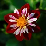 Квіти жоржини - посадка, вирощування, сорти, фото жоржин, улюблені квіти (жоржини) Квіти жоржини - посадка, вирощування, сорти, фото жоржин, улюблені квіти