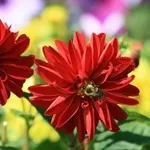 Квіти жоржини - посадка, вирощування, сорти, фото жоржин, улюблені квіти (жоржини) Квіти жоржини - посадка, вирощування, сорти, фото жоржин, улюблені квіти