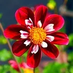 Квіти жоржини - посадка, вирощування, сорти, фото жоржин, улюблені квіти (вирощування) Квіти жоржини - посадка, вирощування, сорти, фото жоржин, улюблені квіти